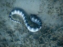 Hydrophis ornatus