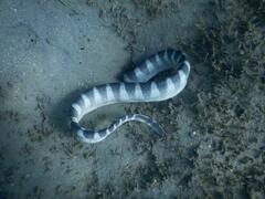 Hydrophis ornatus