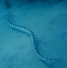 Hydrophis ornatus