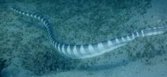 Hydrophis ornatus