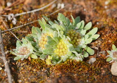 Chthonocephalus pseudevax