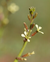 Carrichtera annua
