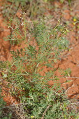Carrichtera annua