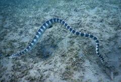 Hydrophis ornatus