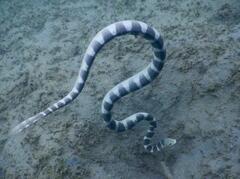 Hydrophis ornatus
