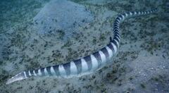 Hydrophis ornatus