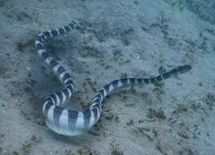 Hydrophis ornatus