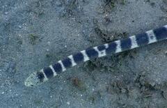 Hydrophis ornatus