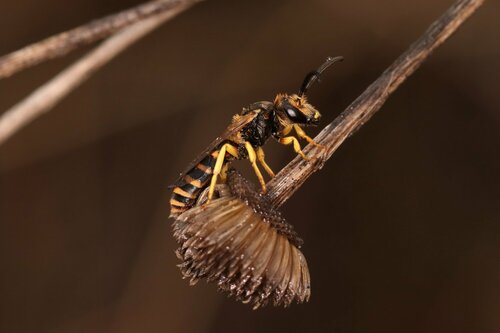 Representative image of Halictus fulvipes