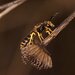 Halictus fulvipes - Photo (c) merce_galbany_casals, μερικά δικαιώματα διατηρούνται (CC BY-NC), uploaded by merce_galbany_casals
