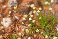 Brachyscome lineariloba
