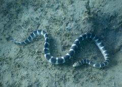 Hydrophis ornatus