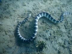 Hydrophis ornatus