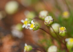 Brachyscome lineariloba