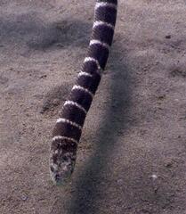 Hydrophis ornatus