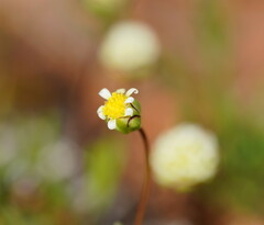Brachyscome lineariloba