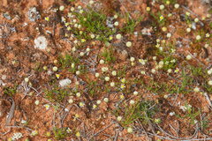 Brachyscome lineariloba