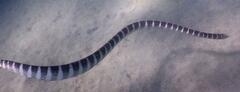 Hydrophis ornatus