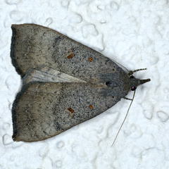 Rhapsa suscitatalis