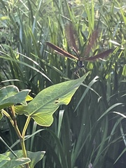 Atrocalopteryx atrata