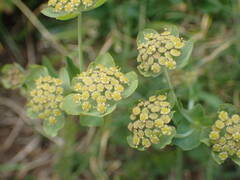 Bupleurum angulosum