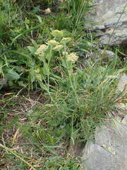 Bupleurum angulosum
