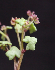 Hydrocotyle alata