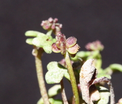 Hydrocotyle alata