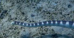 Hydrophis ornatus