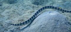 Hydrophis ornatus