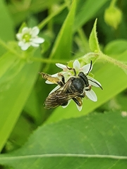 Macropis