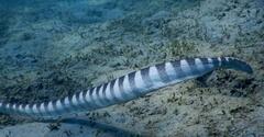Hydrophis ornatus