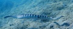 Hydrophis ornatus