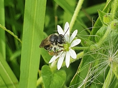 Macropis