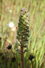 Echiostachys incanus