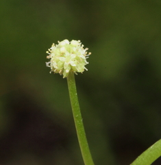 Hydrocotyle tetragonocarpa
