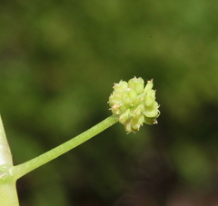 Hydrocotyle tetragonocarpa