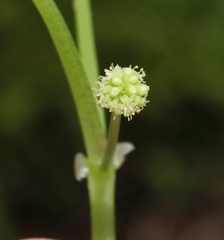 Hydrocotyle tetragonocarpa