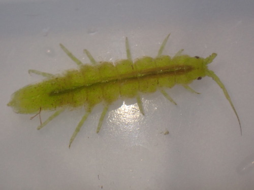 clawfooted marine isopod