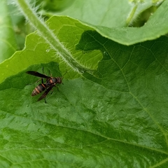 Polistes quadricingulatus