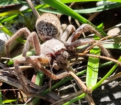 Isopedella conspersa