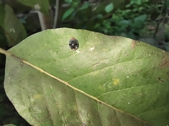 Cryptolaemus montrouzieri