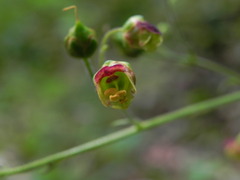 Scrophularia scopolii
