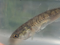 Pungitius pungitius