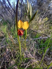 Diuris magnifica