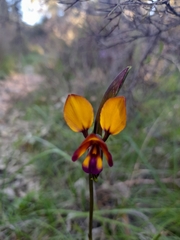 Diuris magnifica