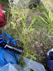 Sabulina dawsonensis