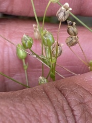 Sabulina dawsonensis