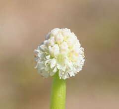 Hydrocotyle glochidiata