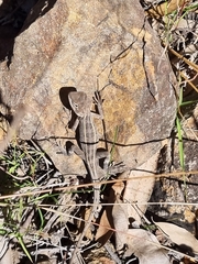 Diporiphora australis